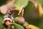 The developing fruit, note the small hairs