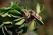 Cyanthia with developing fruits and foliage