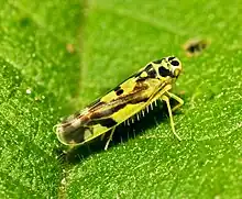 Eupteryx aurata