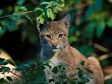 Balkan Lynx