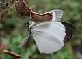 Caught in Desmodium axillare pods