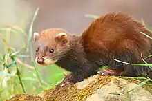 European polecat