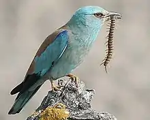 European roller