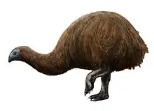 Restoration of a broad-billed moa, possibly the last moa species to become extinct