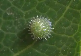 Egg