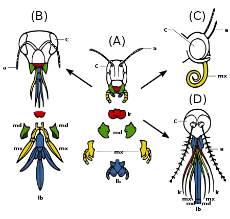 Image 18The development of insect mouthparts from the primitive chewing mouthparts of a grasshopper in the center (A), to the lapping type (B) of a bee, the siphoning type (C) of a butterfly and the sucking type (D) of a female mosquito.  Legend: a – antennae c – compound eye lb – labium lr – labrum md – mandibles mx – maxillae (from Insect morphology)