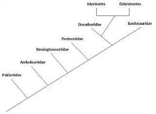 Image 3A phylogenetic tree showing the relationships among cetacean families.  (from Evolution of cetaceans)