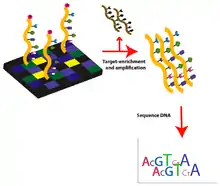 Exome sequencing workflow: Part 2.