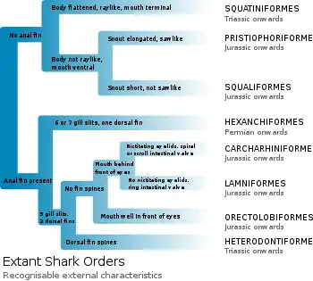 Identification of the 8 extant shark orders