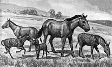 Image 2Extinct equids restored to scale. Left to right: Mesohippus, Neohipparion, Eohippus, Equus scotti and Hypohippus. (from Evolution of the horse)