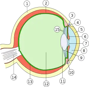 Mammal eye structure: