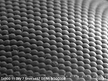 SEM image of a house fly compound eye surface at 450× magnification.