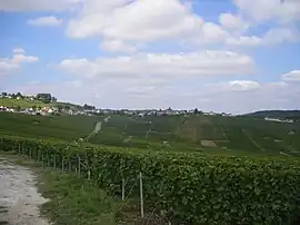 Cramant as seen from the south, with its vineyards in the foreground.