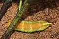 Larva burying itself to pupate under the soil