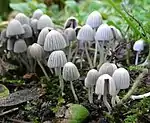 Fairy Inkcap, Coprinellus disseminatus