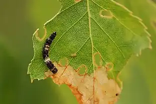 Caterpillar