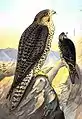 Lanner falconFalco biarmicus