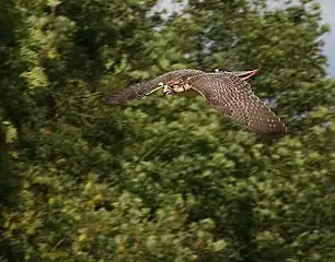 A falconer's lanner in a dive. Note distinct head coloration.