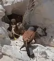 Male lesser kestrel feeding his chicks with Laudakia stellio, Negev desert, Israel