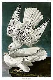 Gyrfalcon(Falco rusticolus)