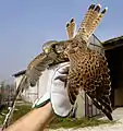 Young male F. t. tinnunculus during ringing