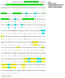 Conceptual Translation of Fam158a annotated with predicted phosphorylation sites, exon boundaries, and conserved regions