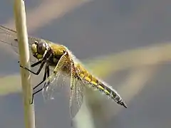 Dragonfly