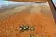 Bird's eye view of farm Edelweiss 11 km west of Stampriet / Namibia