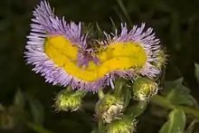 Fasciated showy daisy (Erigeron speciosus).