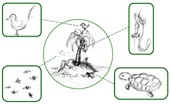 Image 10Simplified schematic of an island's fauna – all its animal species, highlighted in boxes (from Fauna)