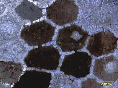 Sagittal cross-section of Favosites, showing communication pores between the corallites.Upper Ordovician of southern Indiana