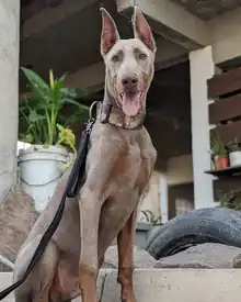 Fawn Dobermann Pinscher with cropped ears