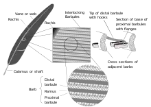 A diagram showing a series of increasingly closer views of feather structure, to show how the microscopic elements interact