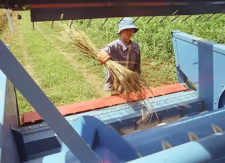 Feeding a single plant into a plot combine for threshing.