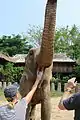 Feeding an elephant in the open