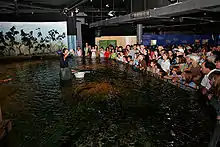 Feeding time in the Melbourne Aquarium