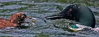 Common loon feeding its young