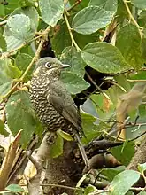 Female at Kausani, India.