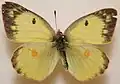 Colias philodice, female