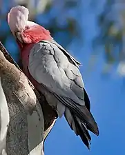 Female galah raising her crest