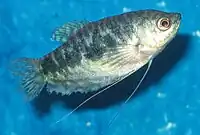 Opaline gourami with nipped fins