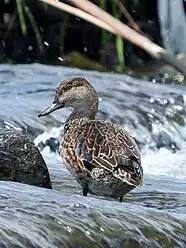 Female falcated duck in the Tama river, Japan.JPG