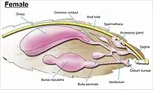 Image 25The female genitalia on Lepidoptera (from Insect reproductive system)