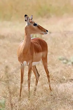 Image 9ImpalaPhotograph: Muhammad Mahdi KarimA female impala (Aepyceros melampus) photographed at Mikumi National Park, Tanzania. These medium-sized African antelopes inhabit savanna grasslands and woodlands close to water sources, feeding on grasses, forbs, monocots, dicots and foliage. They are fast runners and known for their leaping ability, reaching heights up to 3 m (10 ft).More selected pictures