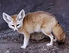 Fennec fox (national animal)