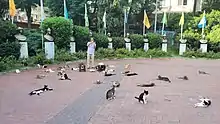 Feral cats at Maçka Park, Istanbul