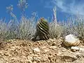 Plant growing in La Reforma Near, Tamaulipas