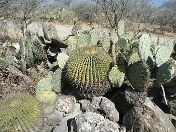 Plant growing habitat in Estación Ventura, San Luis Potosi, Mexico