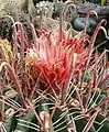 Flower of Ferocactus peninsulae