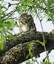 Ferruginous pygmy owl (Glaucidium brasilianum), King Ranch, TX (15 Mar 2016).